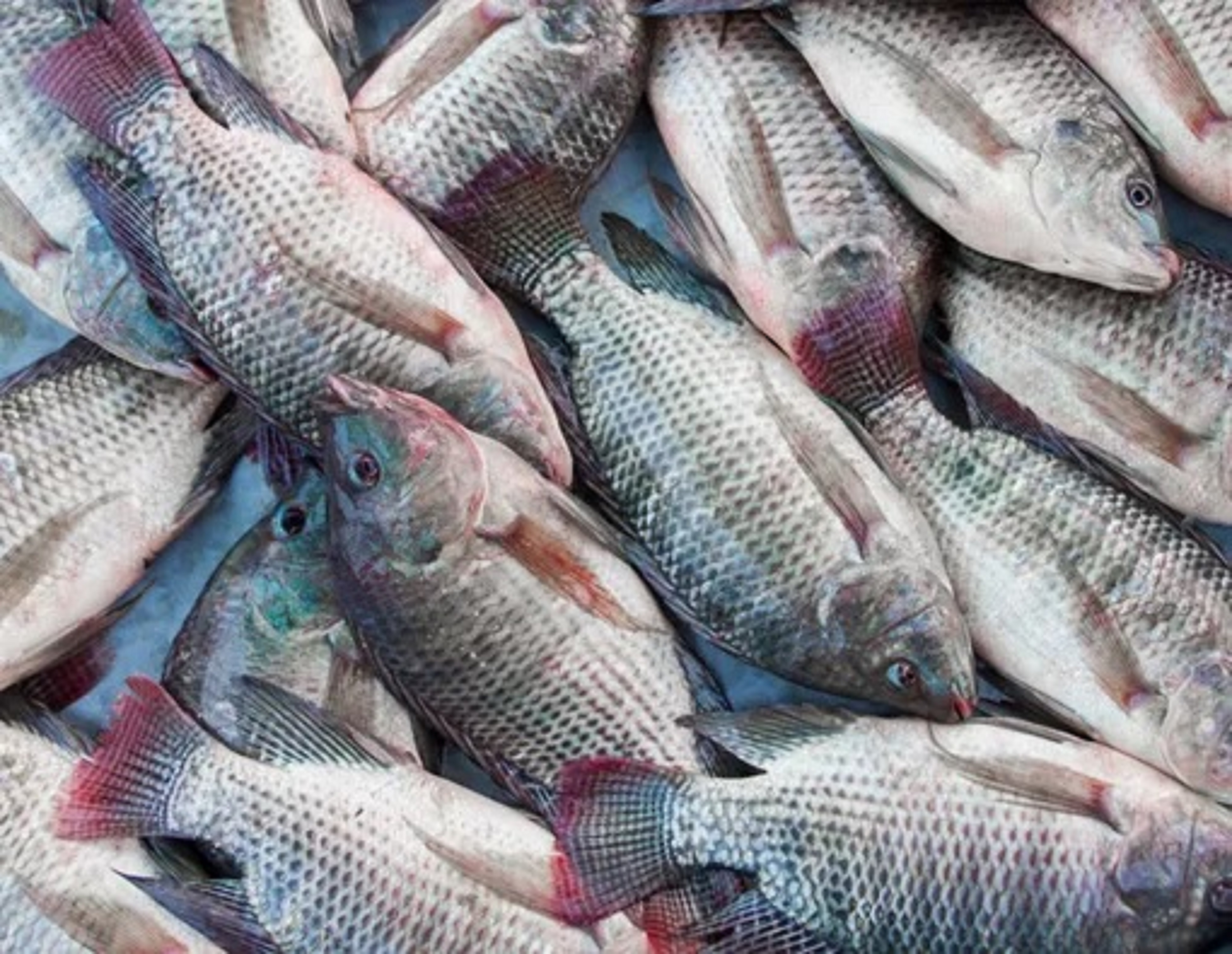 Ikan Mujair bersih